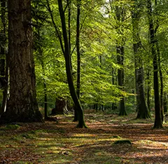 Les forets primaires